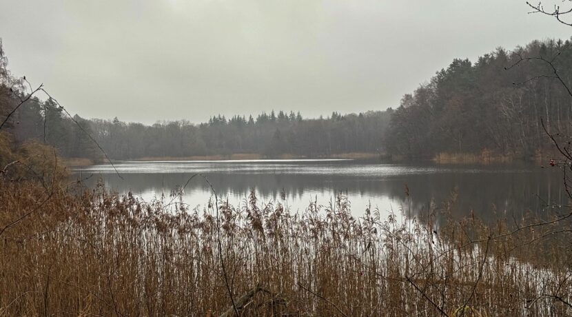 der Lütjensee